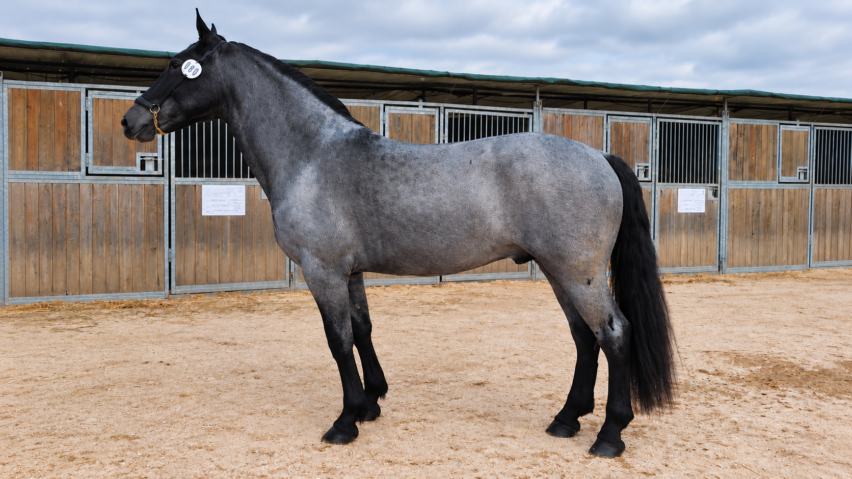 Cavallo dal mantello roano davanti alle scuderie